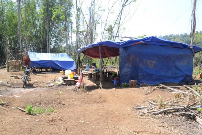 Nhiều lán trại được dựng tại khu vực phá rừng ở tiểu khu 1680.