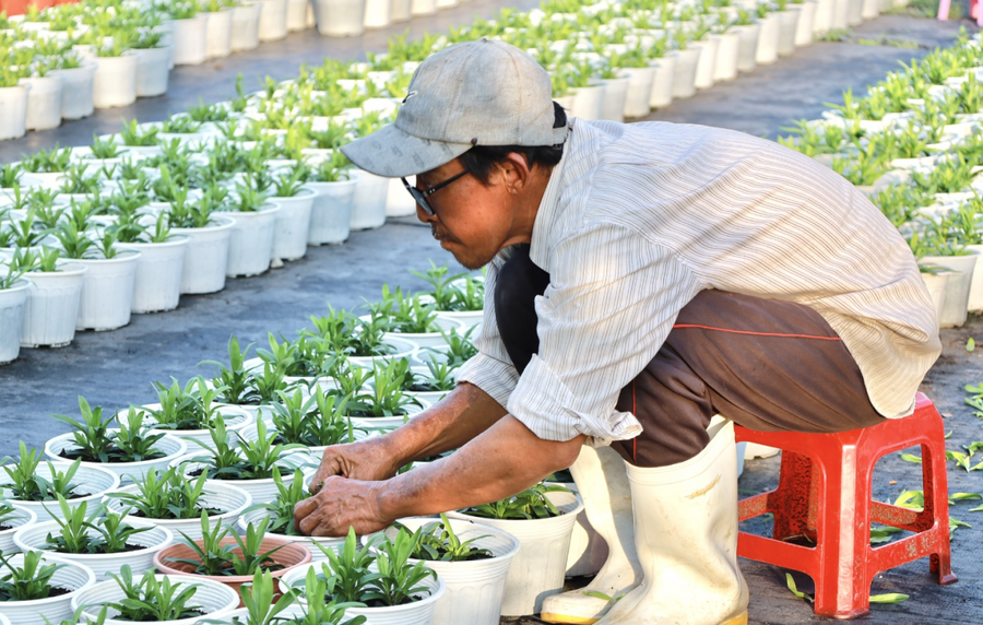 Ông Lâm tỉ mỉ chăm sóc từng cây hoa.