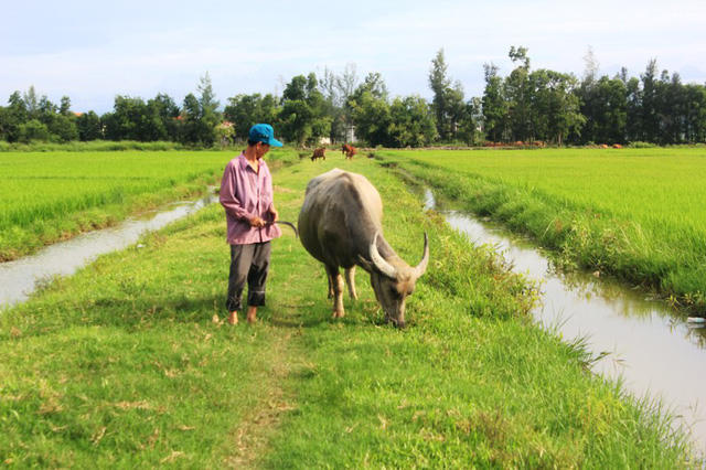 Từ nhiều năm nay, người nông dân nghèo tại xã An Ninh, huyện Quảng Ninh, tỉnh Quảng Bình rất bức xúc trước việc Hợp tác xã tự ý đề ra các khoản thu phí đồng cỏ cho trâu bò, phí đồng ruộng cho gà, vịt.
