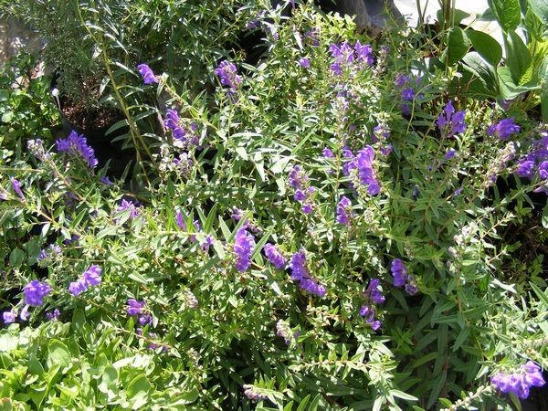 Bán chỉ liên (Scutellaria Baicalensis)