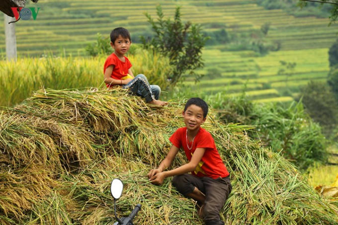 Năm nay, nhờ thiên nhiên ưu đãi nên hầu hết các cánh đồng lúa ở địa phương đều được mùa.