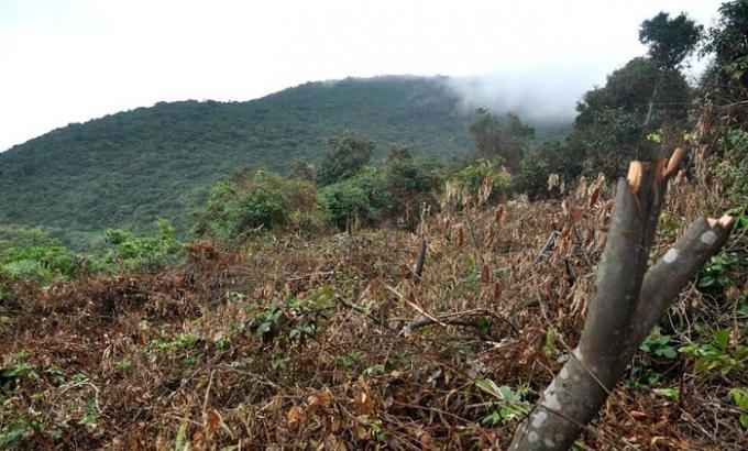 Cả một khoảng rừng bị tàn phá.