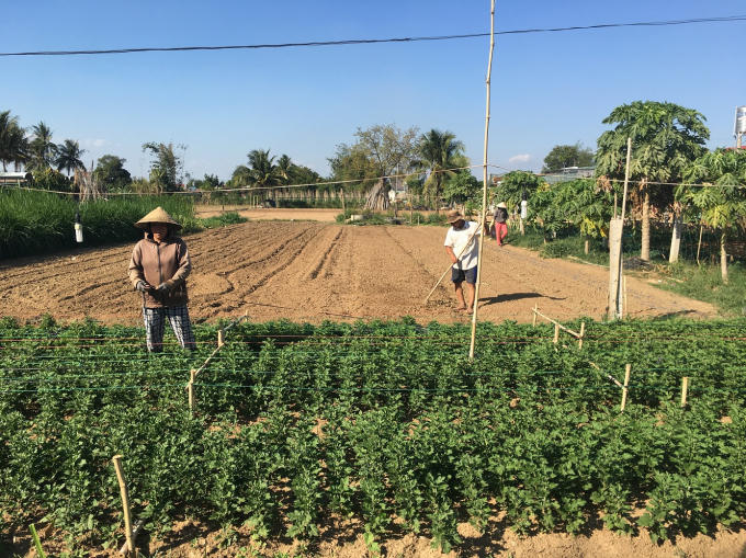 Vướng dự án treo nên người dân không thể trồng cây dài ngày để phát triển kinh tế