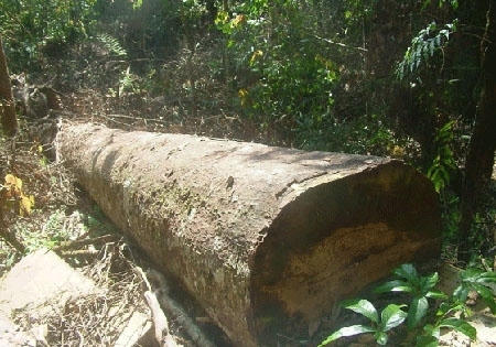 Từ vụ phá rừng, bắt nhóm “giang hồ” cộm cán. Ảnh minh họa