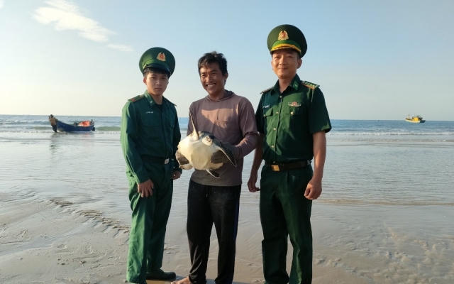 Thả cá thể đồi mồi quý hiếm về biển