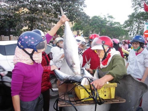 Người dân Quảng Bình đổ xô đi mua cá bè xước.