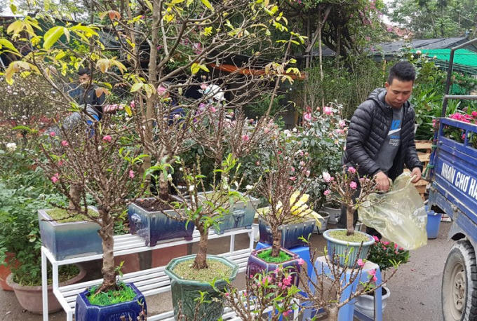 Không có vẻ khẳng khiu, góc cạnh như các loại đào khác, đào Thất Thốn mang vẻ viên mãn bởi những cành đào ngắn, mập, được phủ kín bởi những mắt nụ to, tròn hơn hẳn những nụ đào phai.