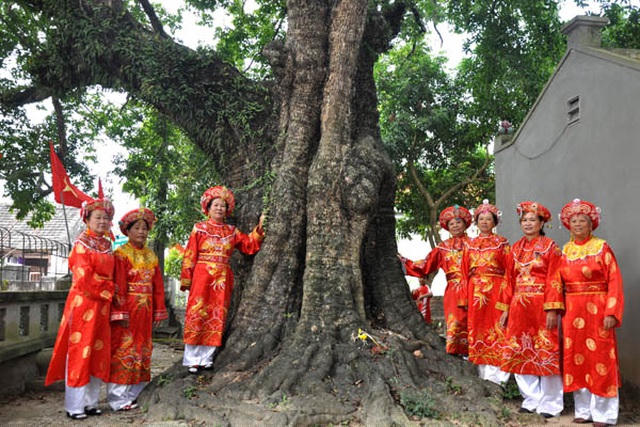 Người dân làng Phù Long tự hào chụp ảnh bên gốc thị cổ. Ngày nay, nhiều khách du lịch khi đến tham quan khu du lịch Vân Long cũng đến ghé thăm cây thị sống qua 8 thế kỷ này.