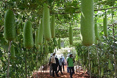 Thành lập Khu Công nghệ cao sinh học Hà Nội tại quận Bắc Từ Liêm. (Ảnh minh hoạ/kinhtevadubao.vn)