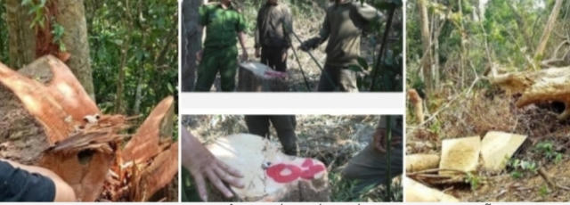 Giám đốc và 8 thuộc cấp bị truy tố vì để mất rừng gây thiệt hại gần 30 tỷ đồng.