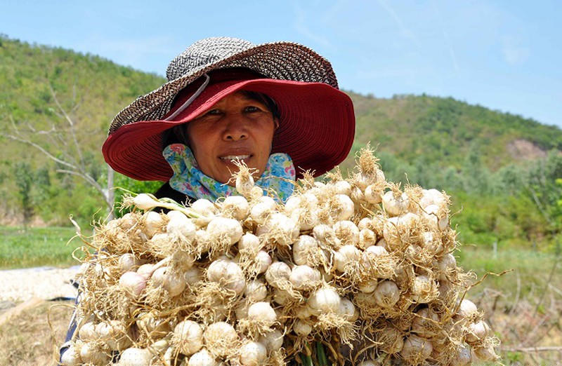 Tỏi hiện là cây mang lại sinh kế cho người dân địa phương