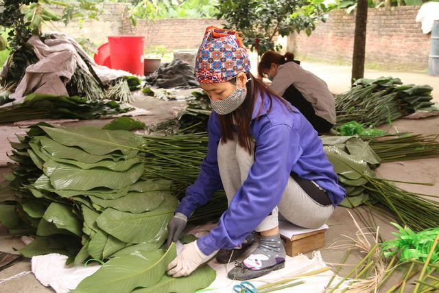 Chị Nguyễn Thị Huyền (Tràng Cát, Thanh Oai Hà Nội) tranh thủ những ngày nghỉ cuối tuần làm thêm việc thu hoạch lá dong. Gia đình chị năm nay cũng trồng được khoảng 5 sào, đang bắt đầu vào vụ thu hoạch chính.