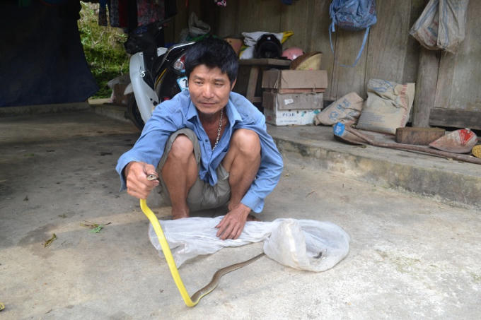 Ông Cuối cho rằng, chỉ cần mang theo Rồng Vàng thì không sợ bất kỳ loài xà độc nào. (ảnh: Phàn Giào Họ)