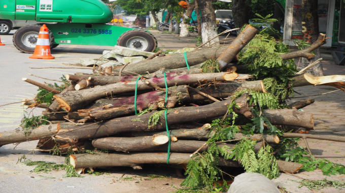Hà Nội: Bắt đầu chặt hạ, đánh chuyển 130 cây xanh trên đường Kim Mã