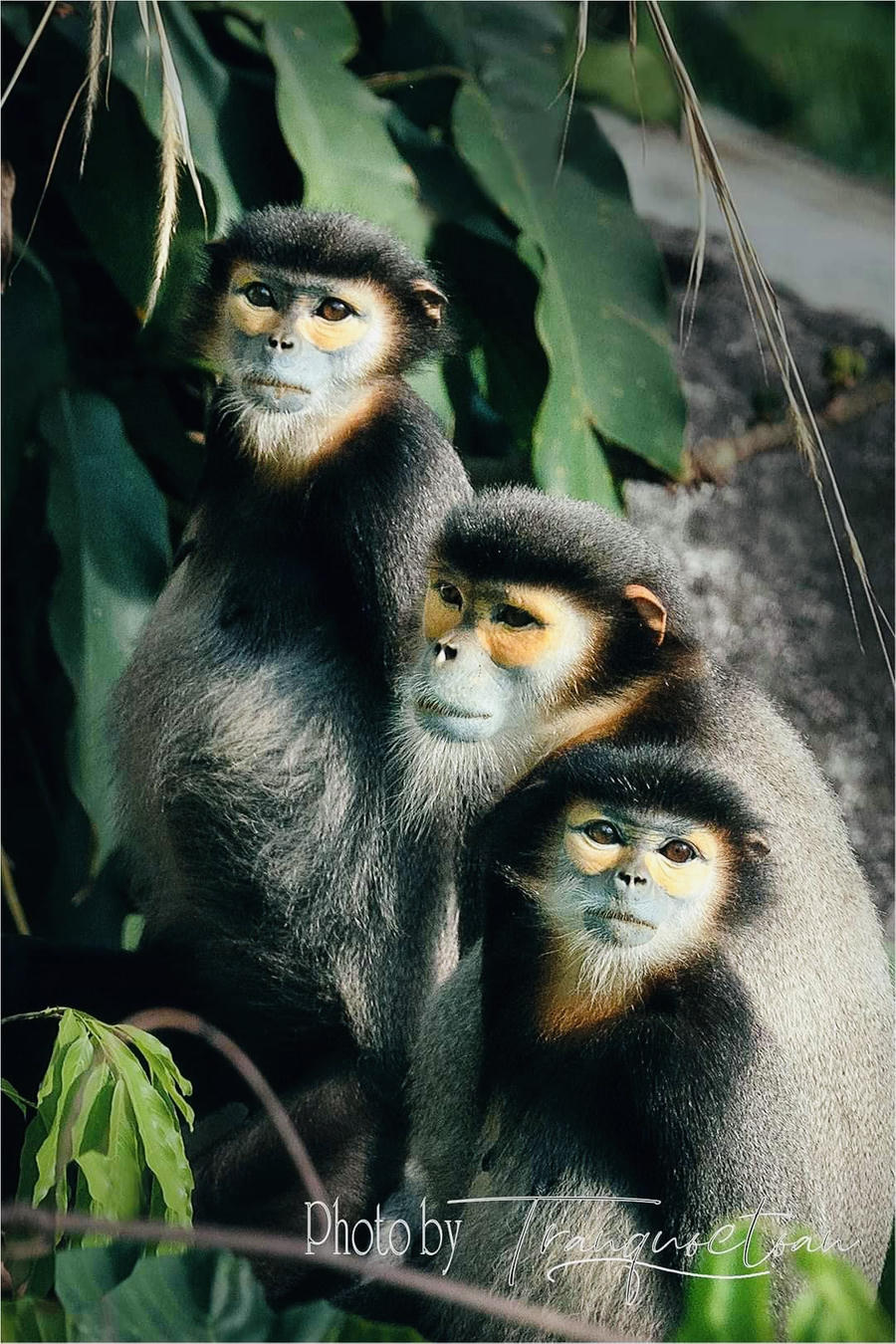 Vọoc chà vá chân đen đang được bảo vệ nghiêm ngặt trên núi Chứa Chan (hình ảnh địa phương cung cấp)