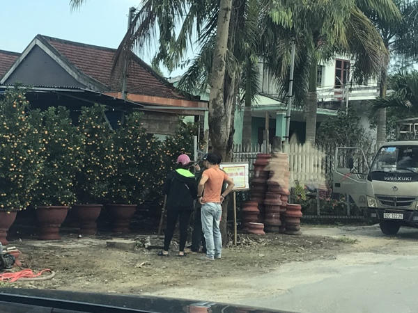 “Chợ” quất Hội An bắt đầu sôi động hẳn lên. Ảnh: NP