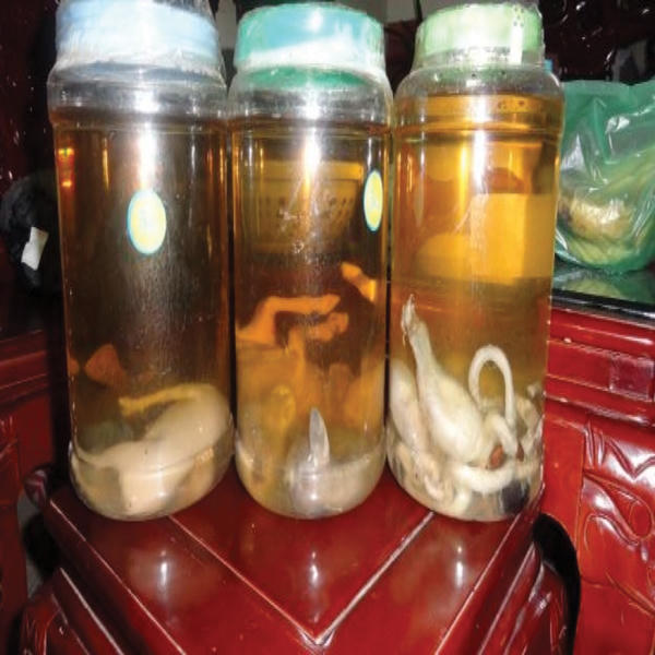 Nhiều loại rượu ngâm động vật không có tác dụng như lời đồn