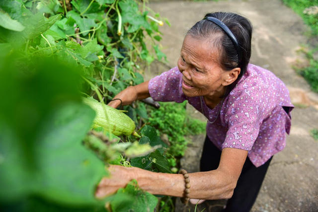 Cụ Liên tự tạo niềm vui cho mình bằng cách trồng rất nhiều rau, có đủ loại như mướp, rau ngót, rau muống...