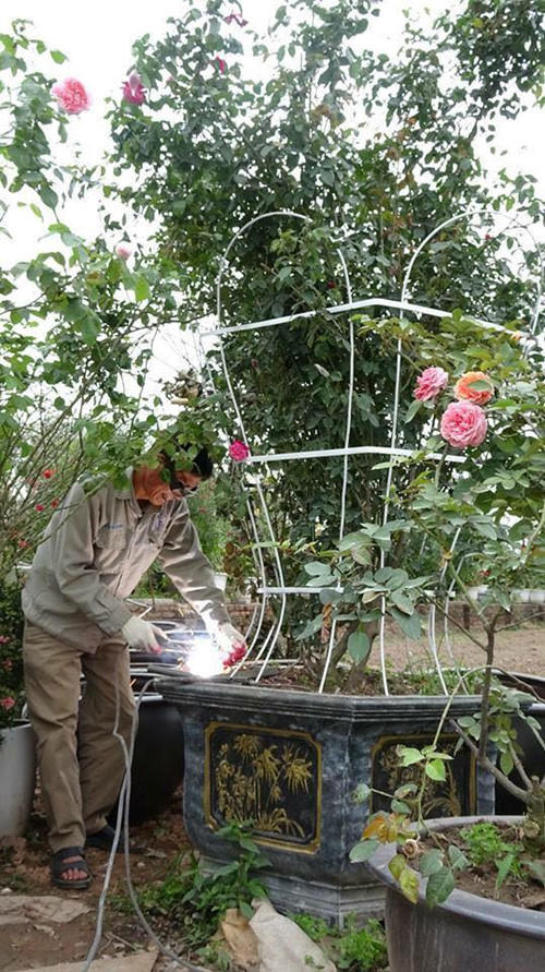 Hoa hồng được chăm sóc rất kỹ lưỡng. Ảnh BTC