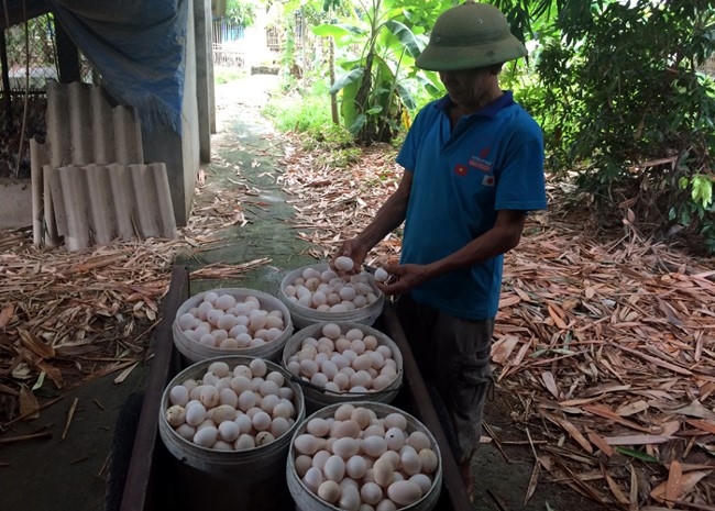 Dân trong nghề đặt nghi vấn trứng gà ta giá rẻ bán ở chợ chính là trứng gà Ai Cập nuôi công nghiệp.
