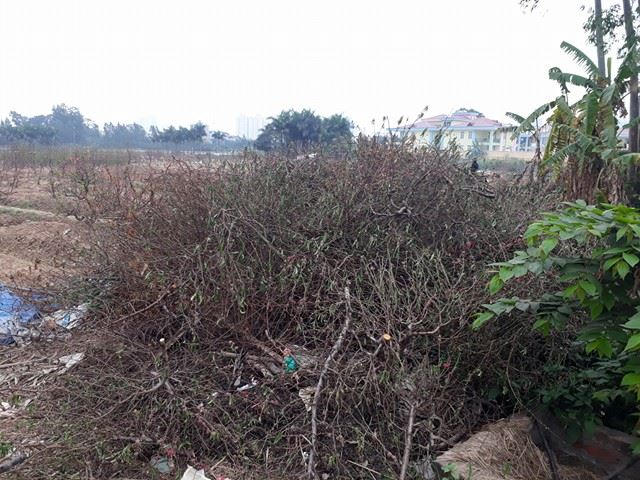 Có rất nhiều cành đào bị như vậy.