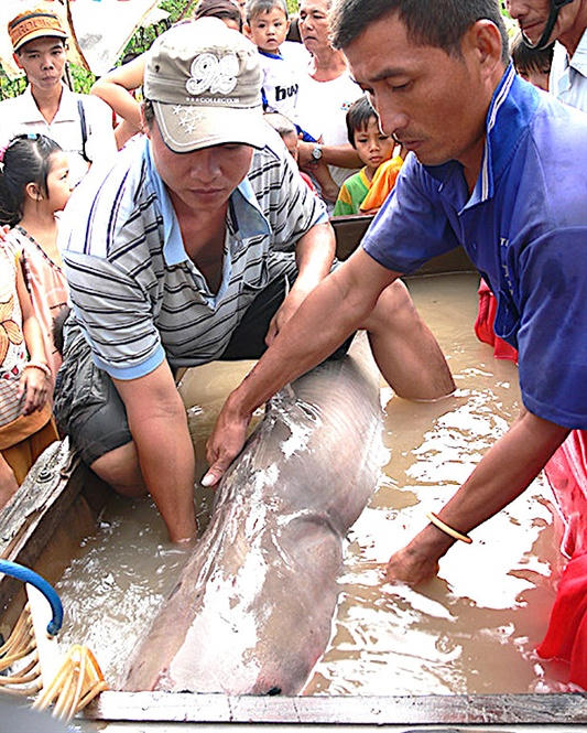 Con cá đuối “khủng” bắt được trên sông Vàm Nao.
