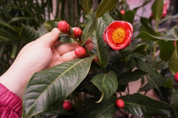 Để tránh mua cây hoa hải đường giả, gắn nụ, mọi người cần kiểm tra kỹ trước khi bỏ tiền mua. (Ảnh minh họa)