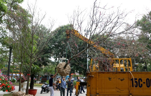 Hơn 40 cây hoa anh đào Nhật Bản được tập kết tại vườn hoa Nguyễn Văn Trỗi. Ảnh: Giang Chinh