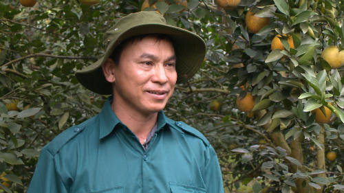 Ổng Nguyễn Đình Đồng - một người trồng cam Vinh theo tiêu chuẩn VietGap tại Quỳ Hợp. Ảnh: Bizmedia.