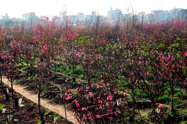 Các vườn đào trên đồng hoa Nhật Tân đua nhau bung nở trong nắng.