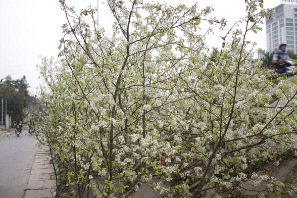 Nhiều người rất thích loài hoa này vì vẻ đẹp lạ lùng và màu trắng tinh khôi của nó.  Ảnh: Như Trường.