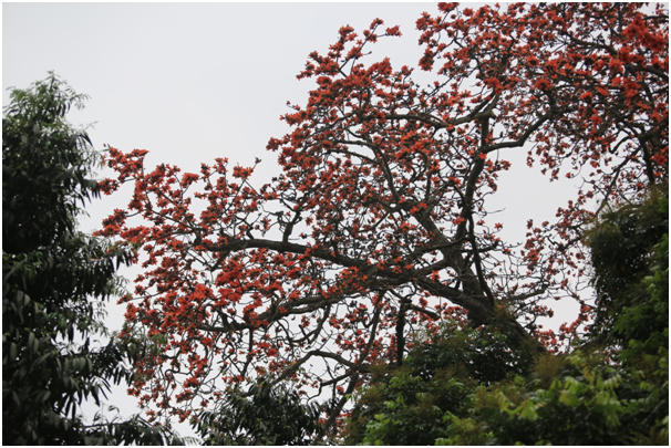Cây hoa gạo còn có tên là hoa mộc miên, hay hoa pơ lang... là loại cây chỉ nở hoa duy nhất vào thời điểm tháng 3, tháng 4 trong năm. Mỗi độ trút hết lá, cả cây gạo đều là những bông hoa gạo đỏ rực, bông hoa to, cánh hoa dày, điểm xuyết vào đó là những lộc non mơn mởn.... đã tạo nên vẻ đẹp rực rỡ dù ở bất cứ không gian nào.