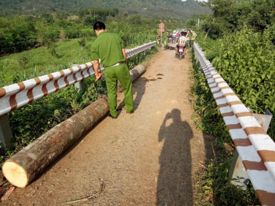 Số gỗ mà lâm tặc chuẩn bị chuyển đi.