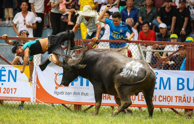 Tai nạn tại vòng loại hội chọi trâu Đồ Sơn 2017.
