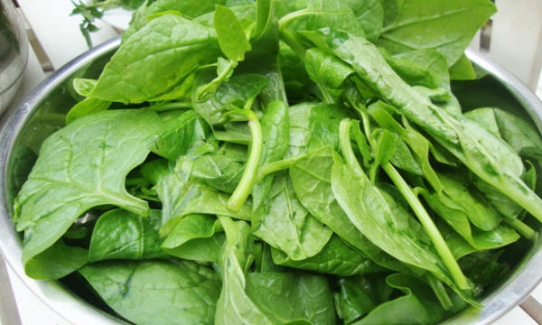 Ăn quá nhiều rau mồng tơi khiến cơ thể hấp thụ kém vì chứa một hàm lượng axit oxalic cao. Ảnh: Internet