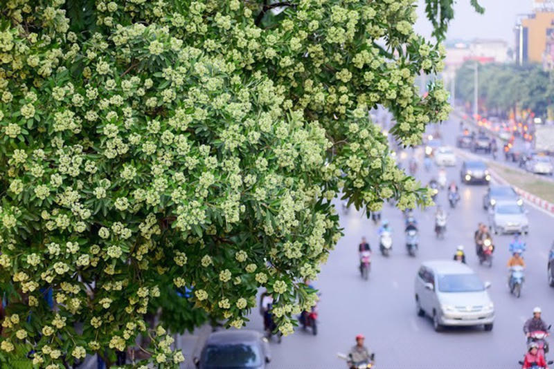Hà Nội mùa thu từng cơn gió đều ngát hương hoa sữa... 