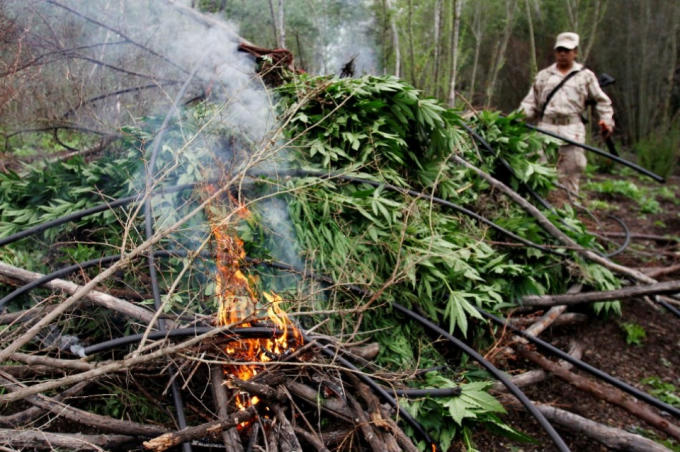 Một người lính tiêu huỷ cây cần sa. Ảnh: Reuters