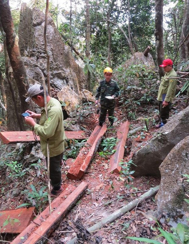 Lực lượng kiểm lâm VQG Phong Nha – Kẻ Bàng kiểm tra một điểm lâm tặc triệt ha gỗ mun.