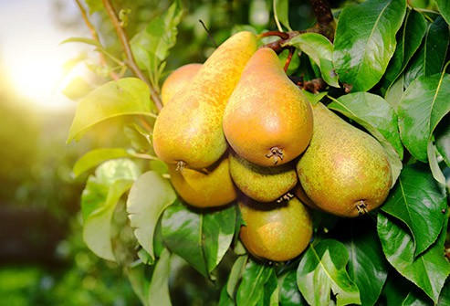 Những loại tr&aacute;i c&acirc;y chứa nhiều v&agrave; &iacute;t đường nhất