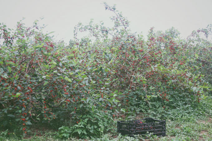 Hà Nội những ngày đầu tháng 4 nhuộm vàng của màu cây thay lá, màu tím đỏ rực của vựa dâu tằm bát ngát.