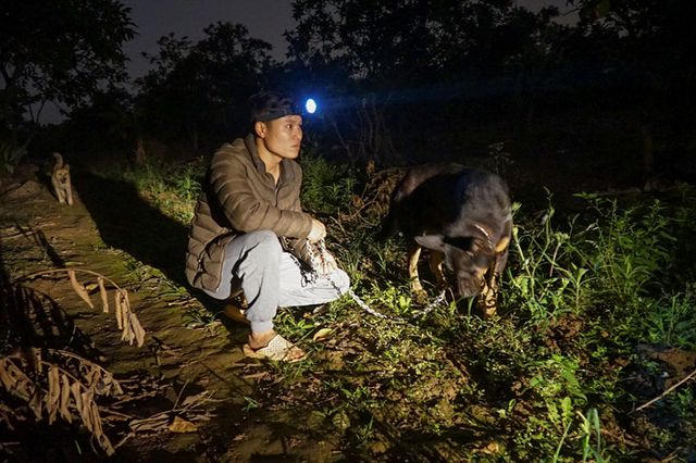 Cũng theo anh Phúc, các đối tượng trộm cắp bưởi thường hoạt động vào lúc nhá nhem tối khoảng 18-20h, lúc đó người dân hay về nhà ăn cơm, tắm giặt, không có mặt tại vườn.