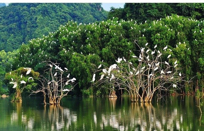 Phê duyệt Đề án phát triển giá trị đa dụng của hệ sinh thái rừng