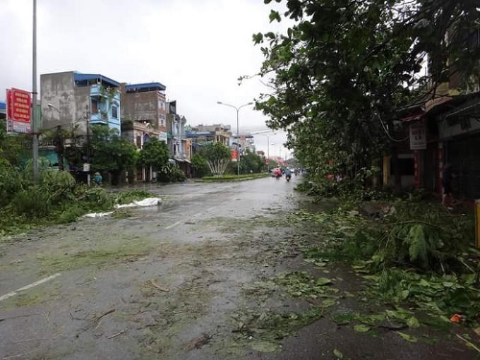 Cây cối trên nhiều tuyến đường ngã đổ Ảnh: Duy Tám.