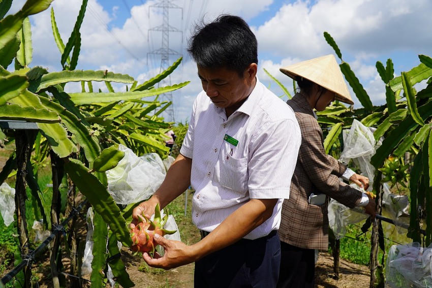 Ths. Nguyễn Nhật Trường – Phó trưởng Bộ môn chọn tạo giống cây ăn quả kiểm tra thanh long tại vườn mẫu