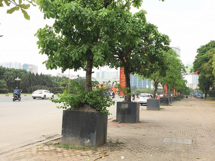 Hàng cây lộc vừng được trồng "độc lạ" trên đường Lê Đức Thọ (Nam Từ Liêm)