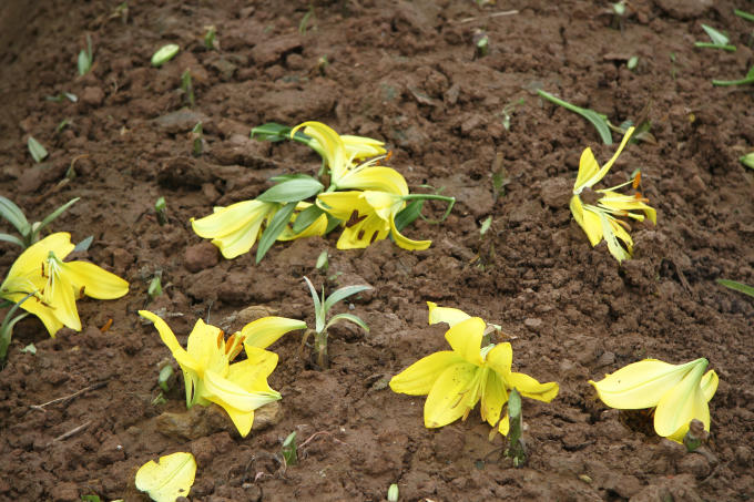 Nhiều bông hoa nở sớm đã bị cắt