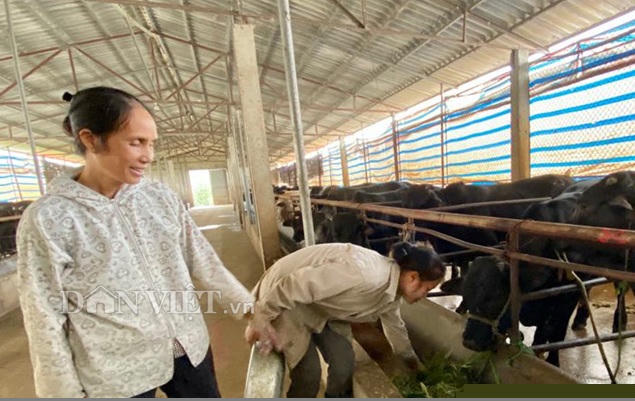 nuoi 100 con bo 3b to bu, ba van xom voi loi 2 ty dong moi nam hinh anh 3