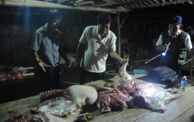 Một cơ sở giết mổ heo lậu bị kiểm tra
