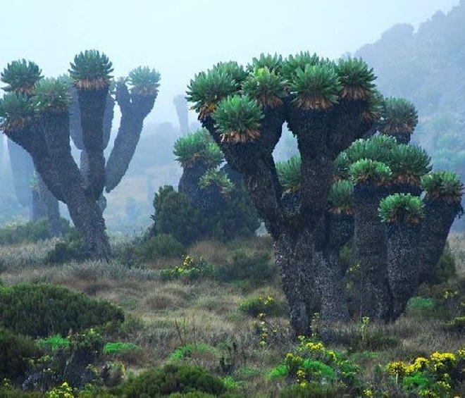 Loài cây này cao tới 10 m, nó tạo thành một thân gỗ (đường kính khoảng 40 cm) với những chiếc lá lớn hình hoa thị trên đỉnh. Những thân cây này phân nhánh sau khi ra hoa và theo thời gian phát triển tương tự như những cây nến khổng lồ.