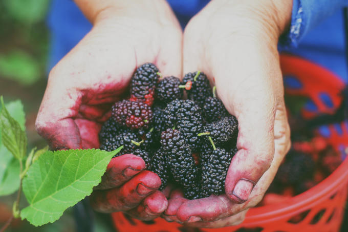 Những trái dâu vừa hái chín mọng, căng bong. Dâu tằm không chỉ dùng ăn ngay mà có thể làm nước uống giải nhiệt cho mùa hè.